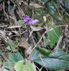 Roettlera sinensis (Roettlera sinensis)
