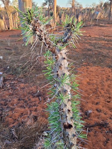 Madagascar Octopus Tree