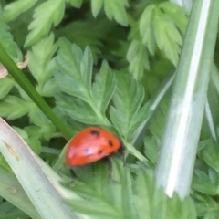 Coccinella septempunctata