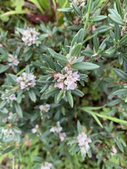 Polygonum paronychia