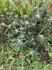Polygonum paronychia