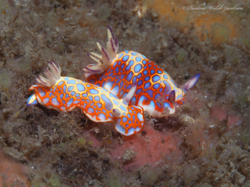 Harlequin Blue Felimida
