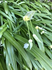 Allium paradoxum