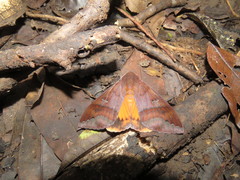 Thyas miniacea