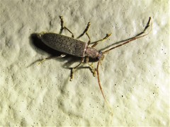 Sparedrus aspersus
