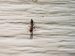 Pseudomyrmex ejectus