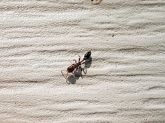 Pseudomyrmex ejectus