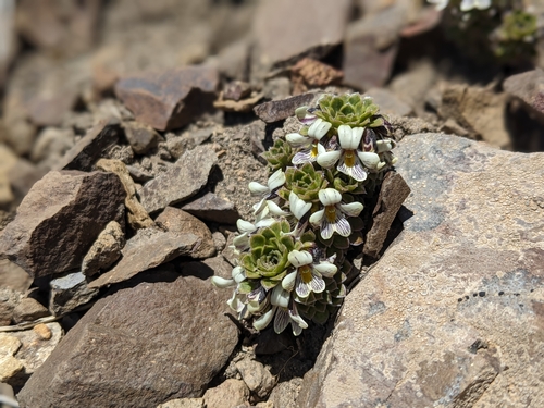 Viola dasyphylla, photograph 3
