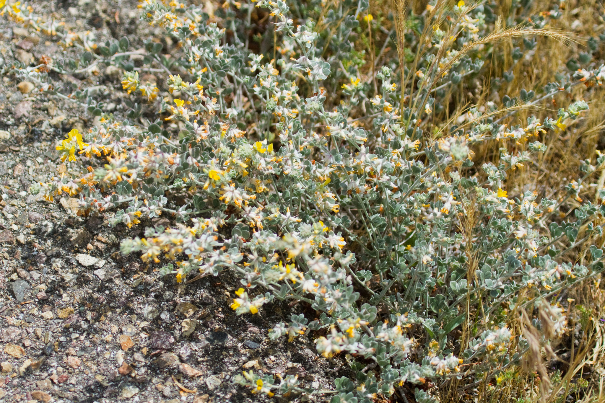 Acmispon argophyllus var. argophyllus