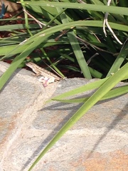 Sceloporus occidentalis