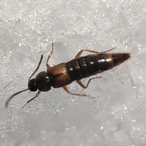 Oxypoda spectabilis