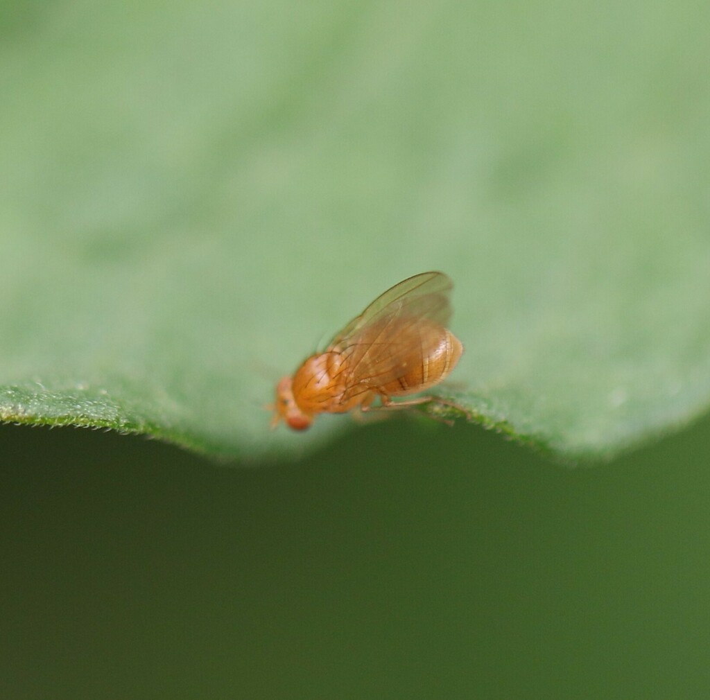 Camptoprosopella slossonae