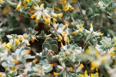 Acmispon argophyllus argophyllus
