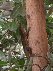 Anolis cristatellus cristatellus