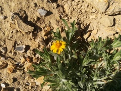 Thymophylla micropoides