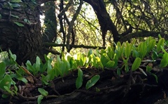 Microgramma squamulosa