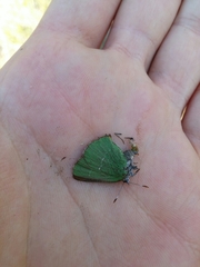 Callophrys