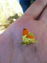 Anthocharis euphenoides