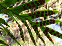 Pleopeltis pleopeltifolia