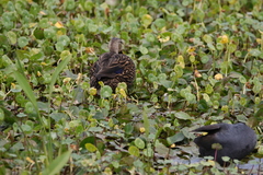 Anas fulvigula image