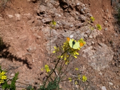 Anthocharis euphenoides