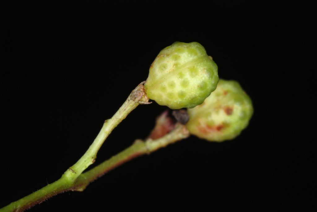 Sichuan Pepper