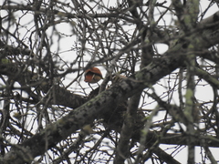 Furnarius leucopus cinnamomeus