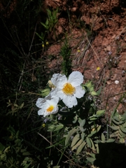 Cistus