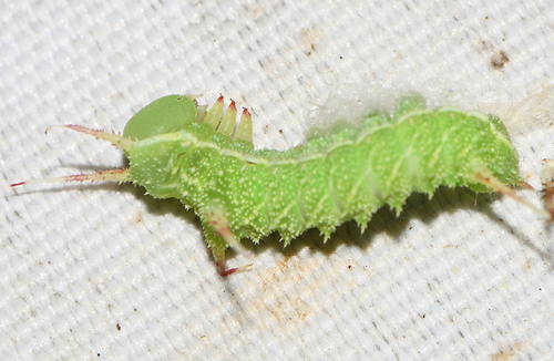 Aglia tau