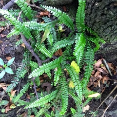 Asplenium ulbrichtii