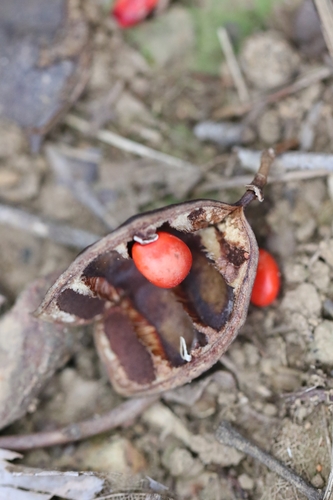 Image of Ormosia emarginata by no rights reserved