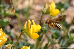 Rhodanthidium septemdentatum