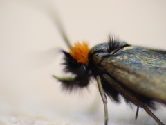 Cauchas rufifrontella