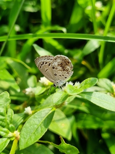 Lime Blue photo 4