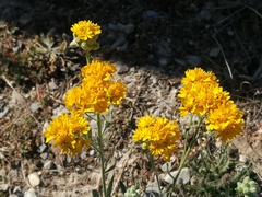 Psilostrophe gnaphalodes