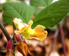 Vicia oroboides