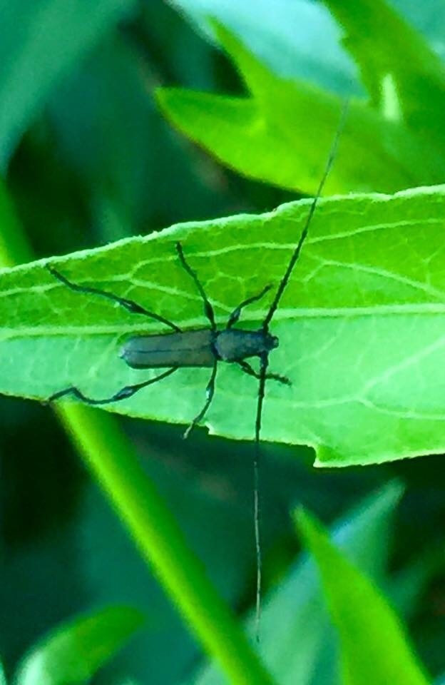 Gurubira