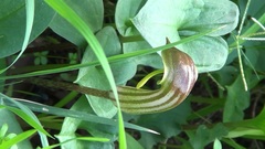 Arisarum vulgare, photograph Pietro Maiorana Montes, CC0, iNaturalist via GBIF