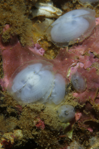 Representative image of Galeomma turtoni