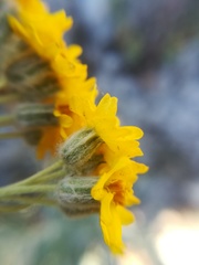 Psilostrophe gnaphalodes