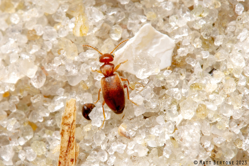 Anthicus ictericus