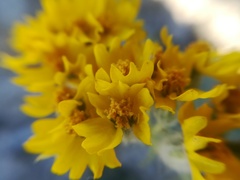 Psilostrophe gnaphalodes