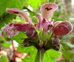 Lamium orvala