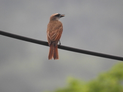 Baird's Flycatcher photo 3