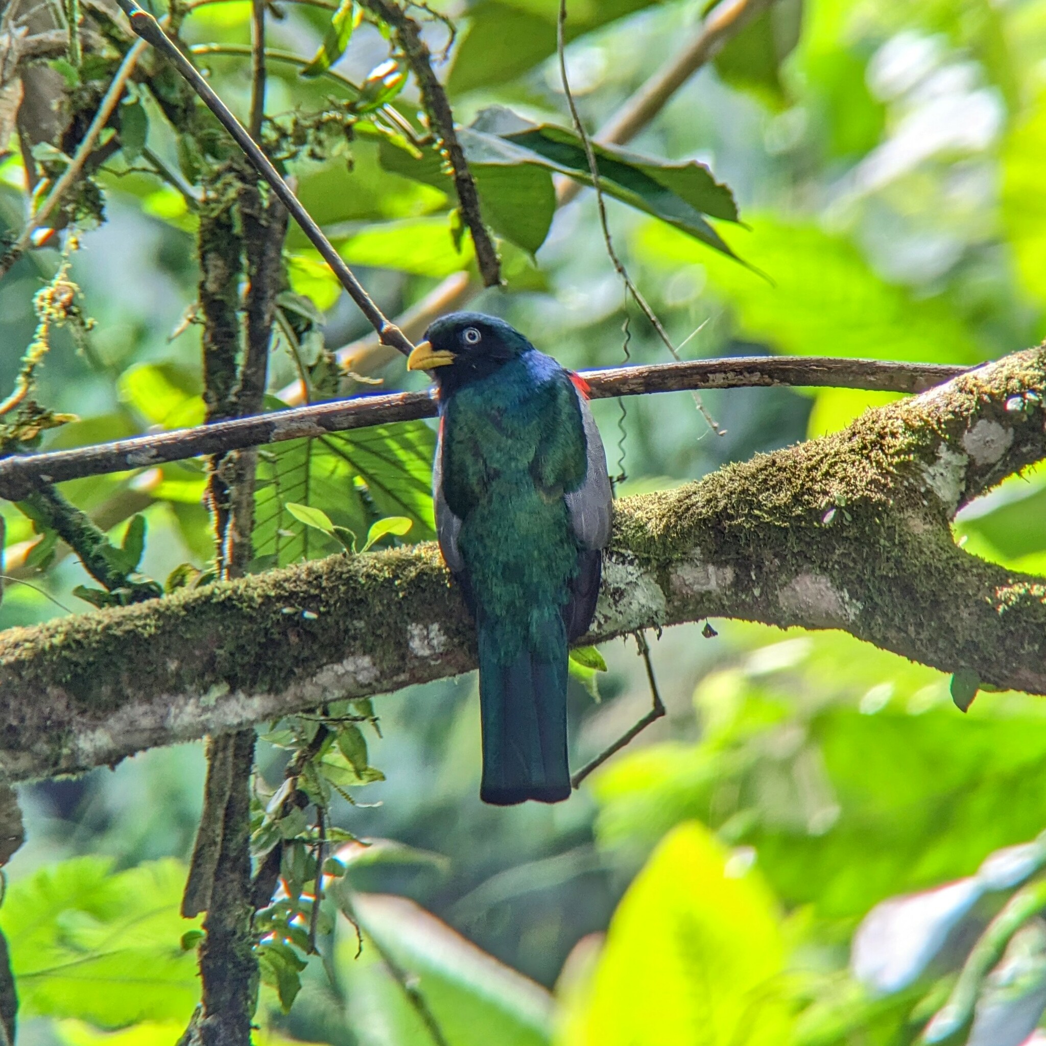Choco Trogon (Trogon comptus), photo 3