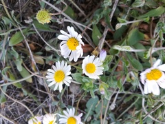 Dichaetophora campestris