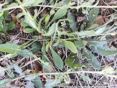 Dichaetophora campestris