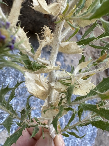 Image of Xylorhiza panamintensis by (c) Matt Berger, some rights reserved (CC BY)