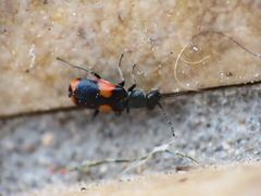 Anthocomus