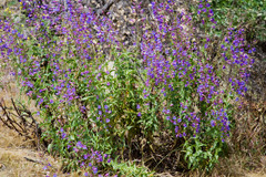 Penstemon spectabilis